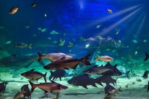 Aquarium